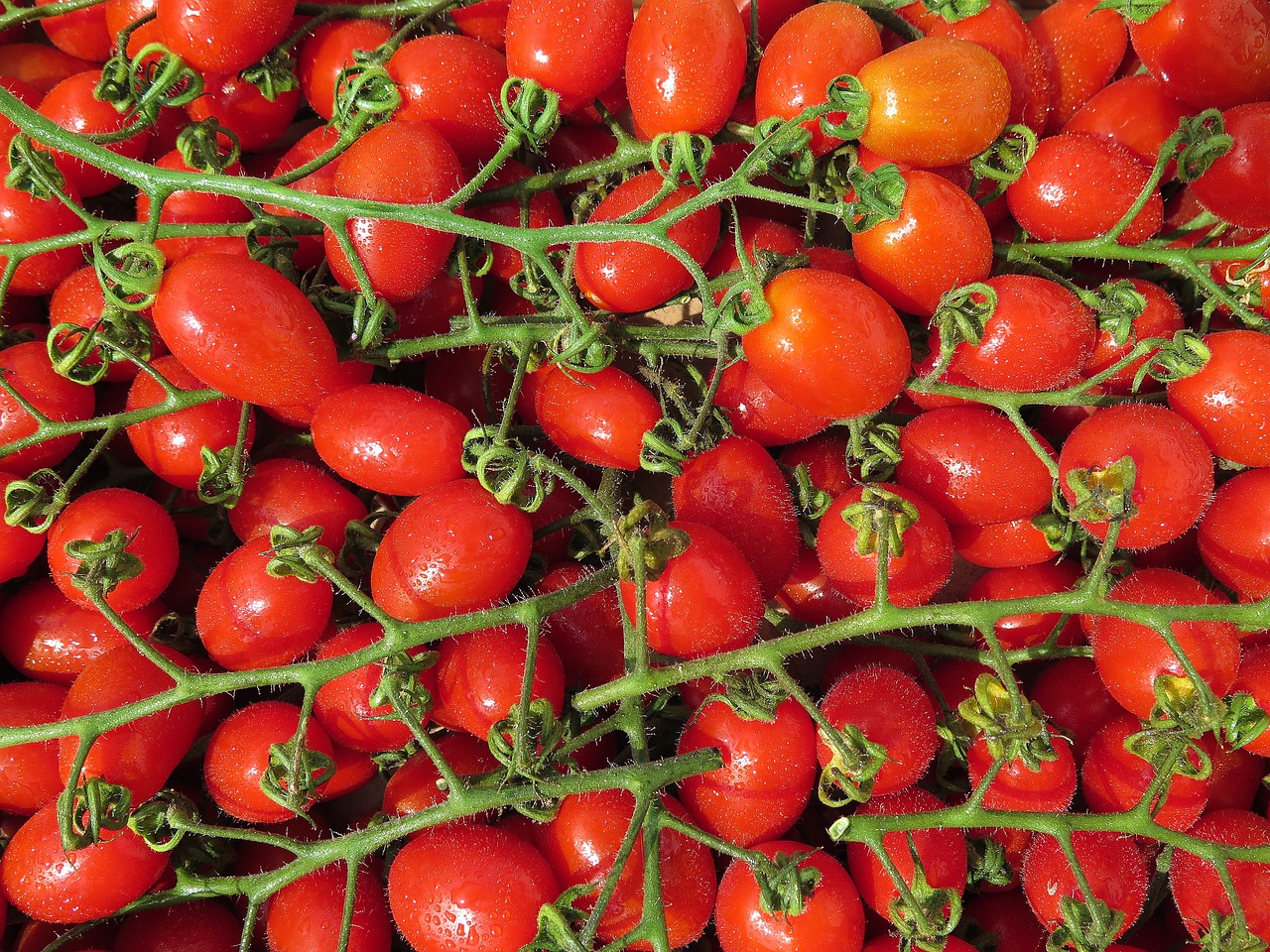 Tomate Cerise